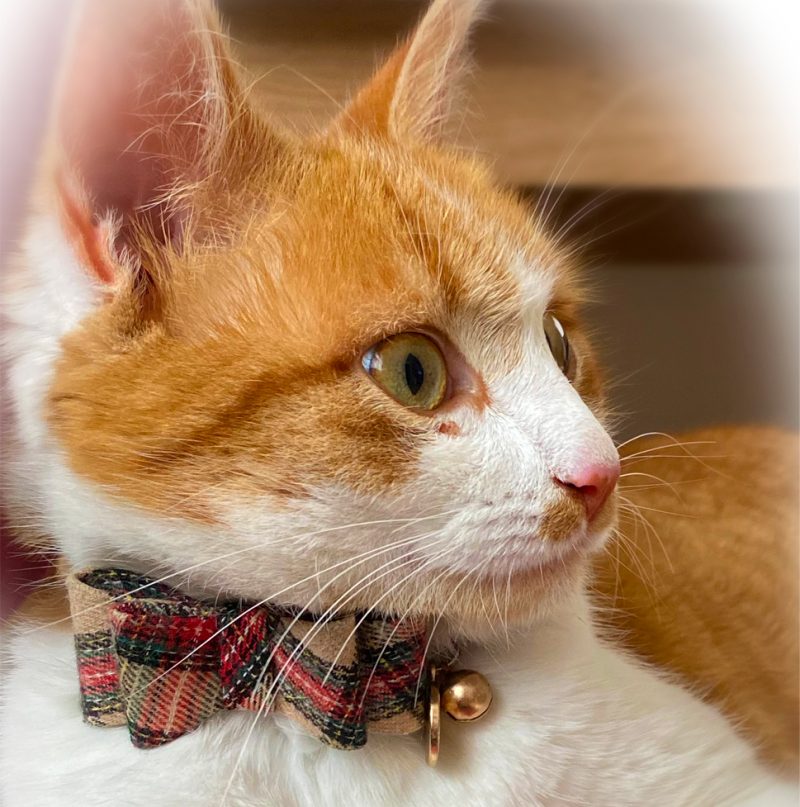 Collier Chien Scottish Doogy Fashion – Image 5