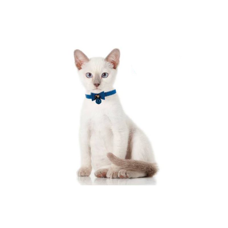 F2421 collier chat bleu