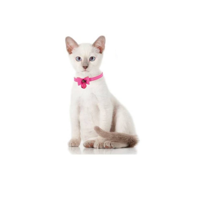 F2421 collier chat rose