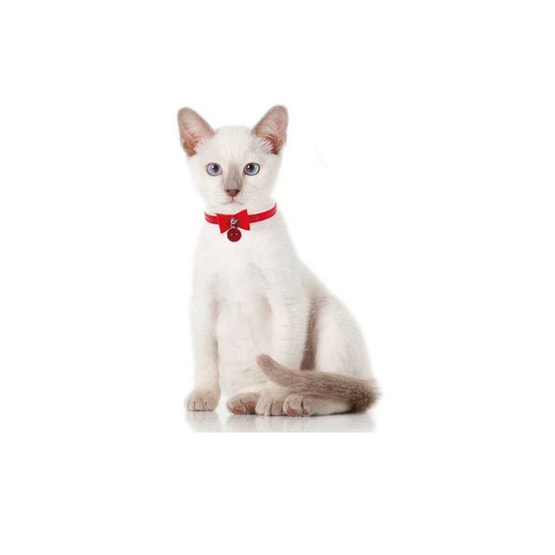 F2421 collier chat rouge