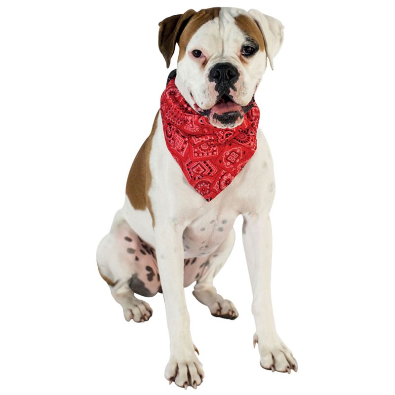 Collier rouge chien F4601
