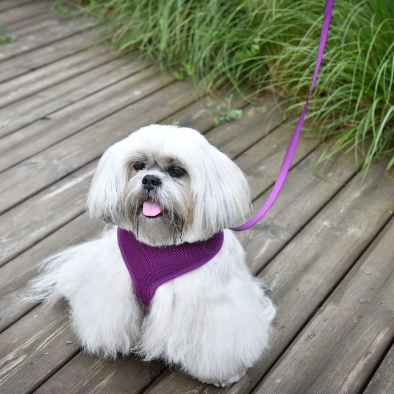 Harnais chien Doogy violet G1000