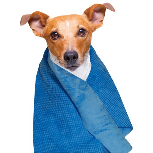 Serviette rafaichissante Doogy bleu L0568