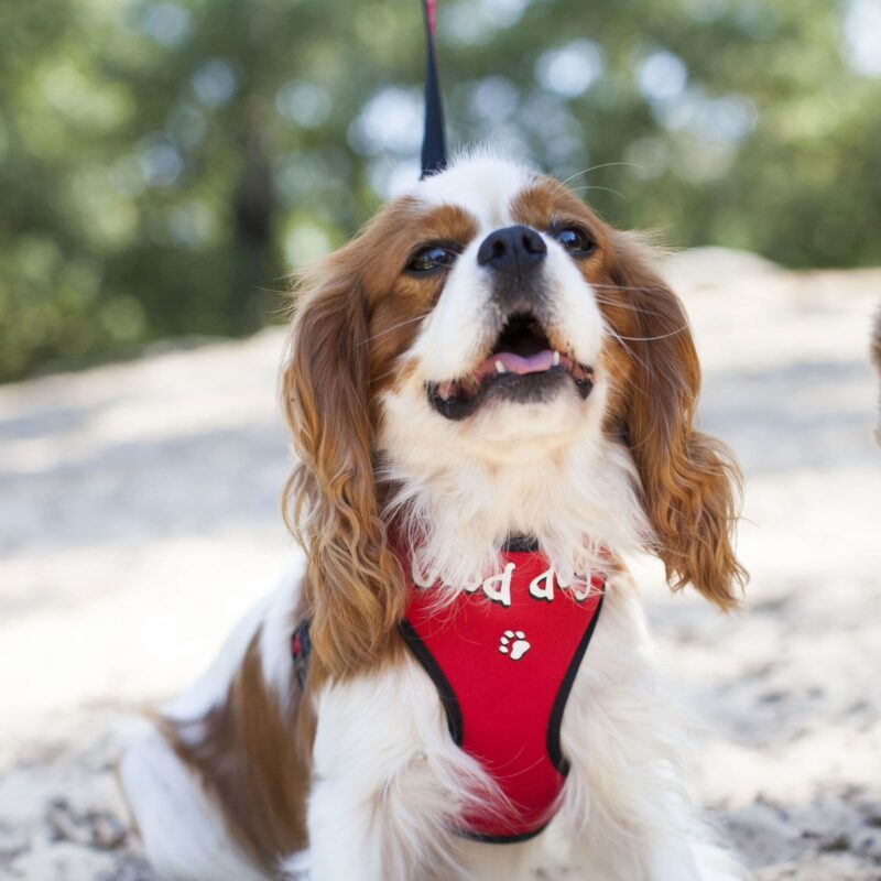 Harnais chien Doogy rouge N5000